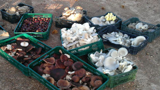 Biofunghi medicinali Spagna